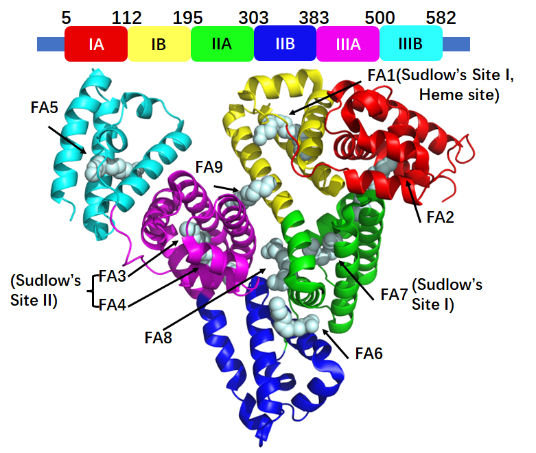 HSA Structure